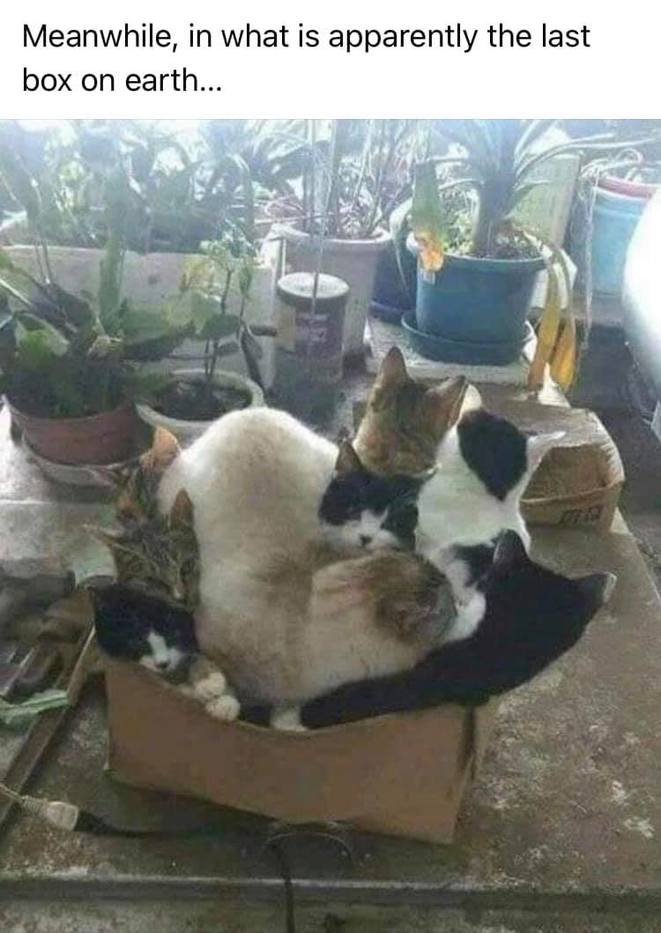 cats