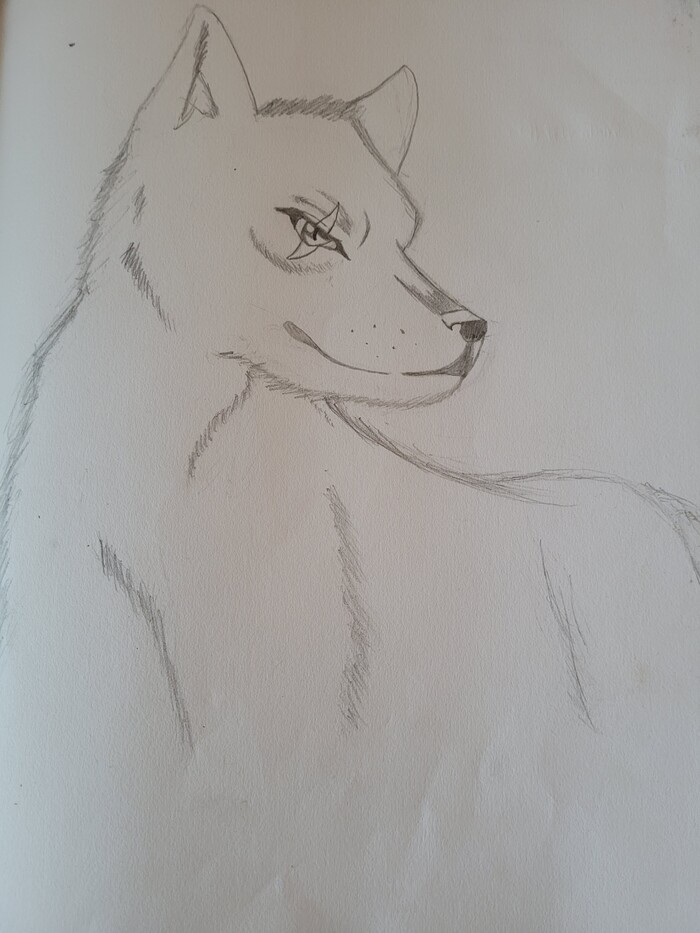 wolf