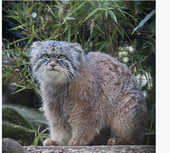 Pallas cat