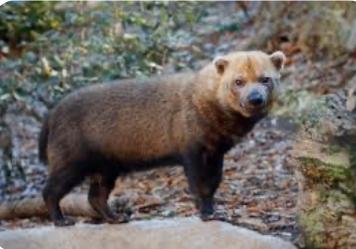Bush dog
