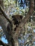 RAREMelbourne Koala