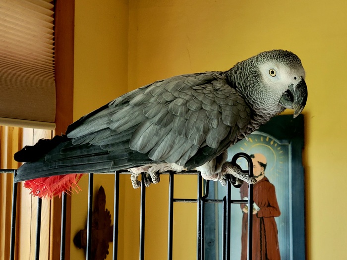 Parrot