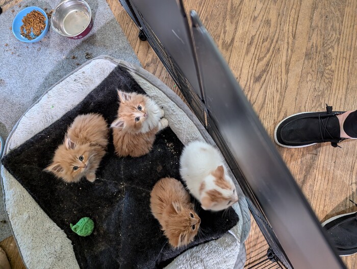 names:<br />Gorgonzola <br />Cheddar <br />Brie &<br />Gouda