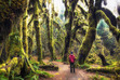 The Hoh Rainforest, Olympic National Park, Washington: The Sacredness of Nature