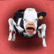 336630