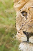 مَثَلُ المهتم بأمر دنياه الغافل عن التزود لأخراه، كمَثَل إنسان هاجمه سبع وقد كاد أن