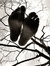 hossein