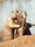 Niva