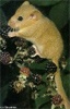 Dormouse