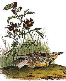 Meadowlark