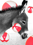 Donkeyballs
