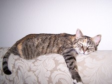 Mistina