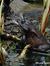 Aspidistra