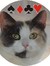 Killercalico