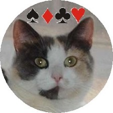 Killercalico