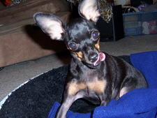 crafty_puppy