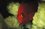 coral