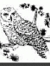Owlchick