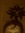 Nick