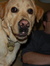 Todd