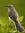 Mockingbird | 9 comments