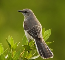 Mockingbird
