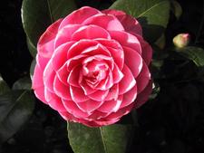 Camellia