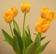 Bunga Tulip