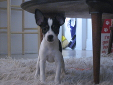 Jesse