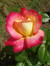 Neelu E...