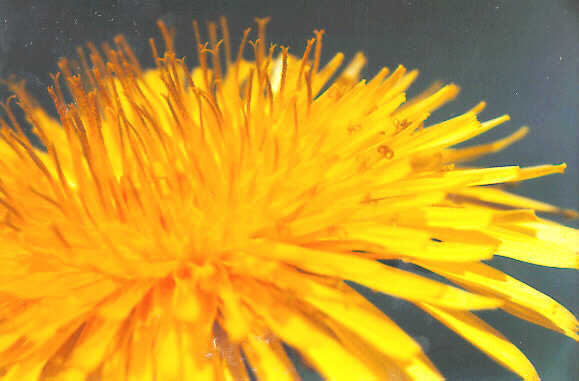 Goodreads profile picture for @dandelion