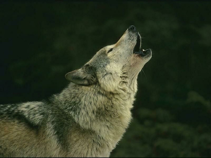 Goodreads profile picture for @montana