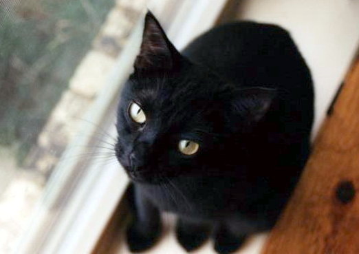Goodreads profile picture for @octavia
