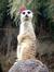 Meerkat!