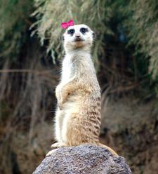 Meerkat!