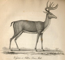 koehler