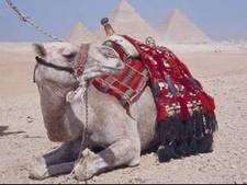 Camelun