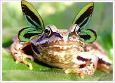 Angi