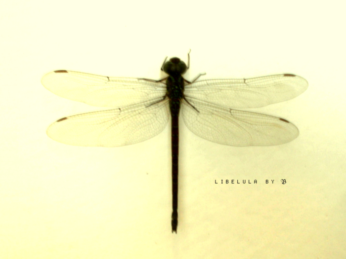 Goodreads profile picture for @zayan