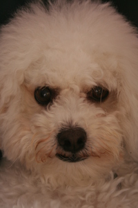Caylee
