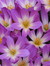 Heather