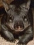 Iwombat