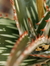 Shino