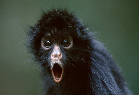 Goodreads profile picture for @monkey
