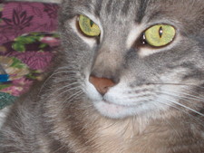 Stelladona