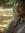 Sawyer