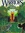 ThunderStar