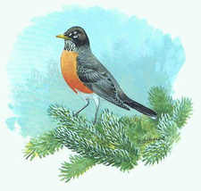 Robin