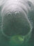 Manatee