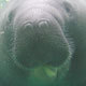 Goodreads profile picture for @manatee